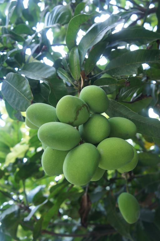 Cashew Nut Village ボプート エクステリア 写真