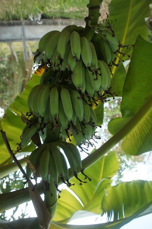 Cashew Nut Village ボプート エクステリア 写真