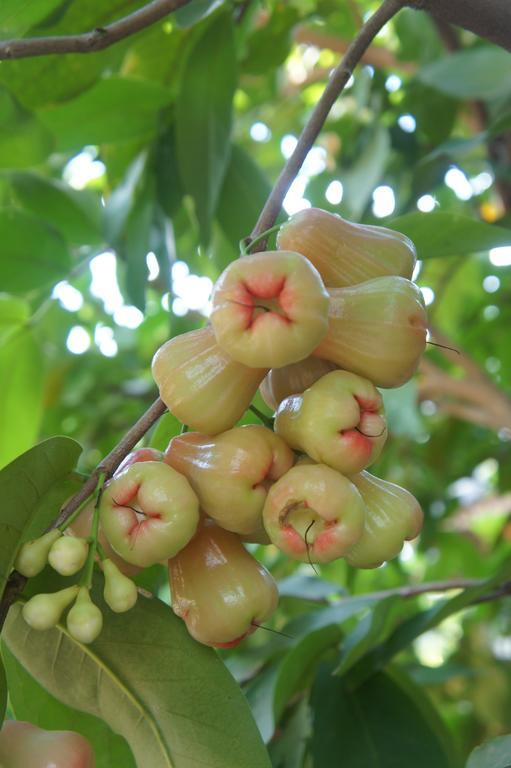 Cashew Nut Village ボプート エクステリア 写真